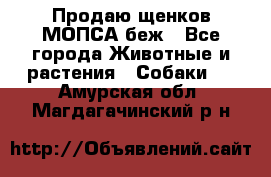 Продаю щенков МОПСА беж - Все города Животные и растения » Собаки   . Амурская обл.,Магдагачинский р-н